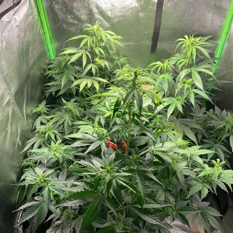 LSD Automatic BF growlog timeline photo