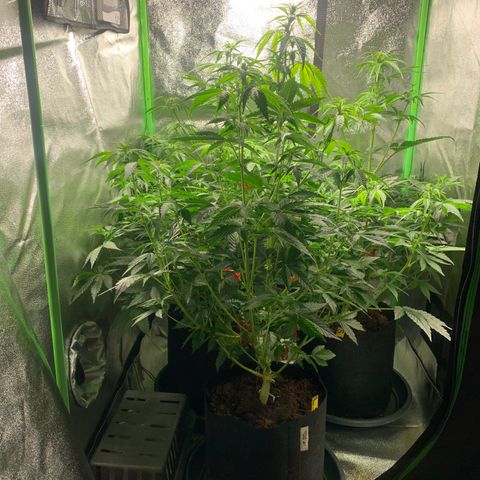 LSD Automatic BF growlog timeline photo