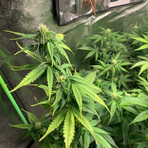 LSD Automatic BF growlog timeline photo