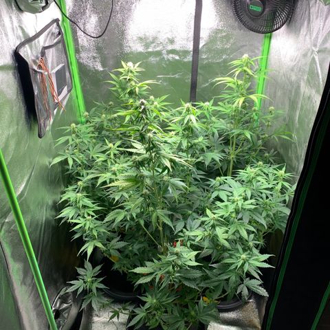 LSD Automatic BF growlog timeline photo
