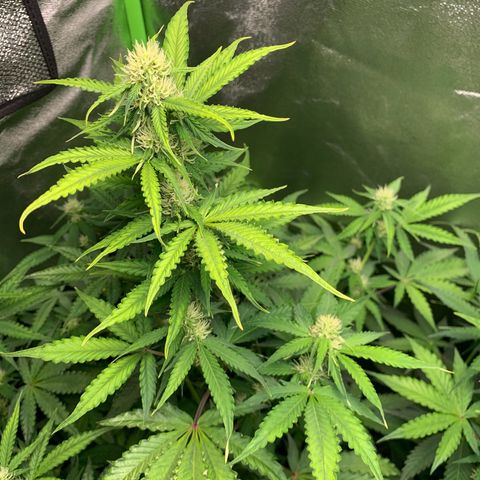 LSD Automatic BF growlog timeline photo