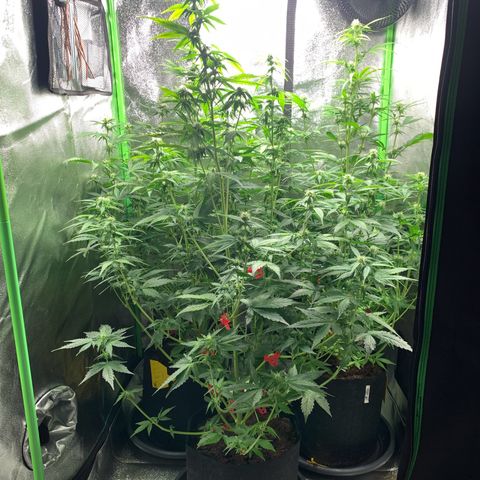LSD Automatic BF growlog timeline photo