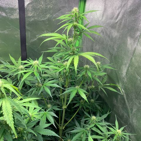LSD Automatic BF growlog timeline photo