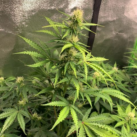 LSD Automatic BF growlog timeline photo