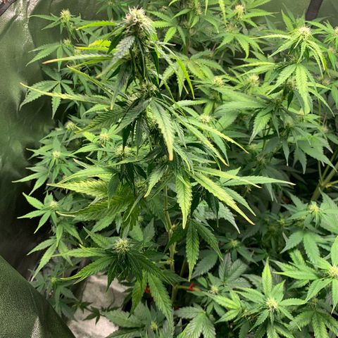 LSD Automatic BF growlog timeline photo