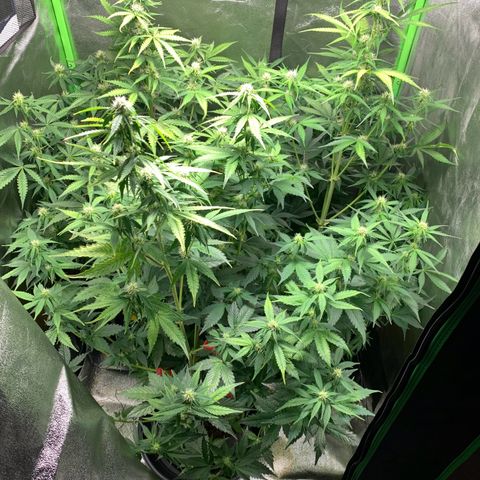 LSD Automatic BF growlog timeline photo