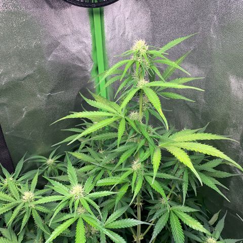 LSD Automatic BF growlog timeline photo