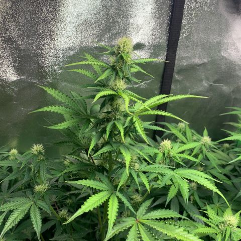 LSD Automatic BF growlog timeline photo