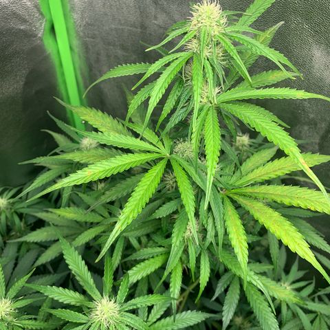 LSD Automatic BF growlog timeline photo