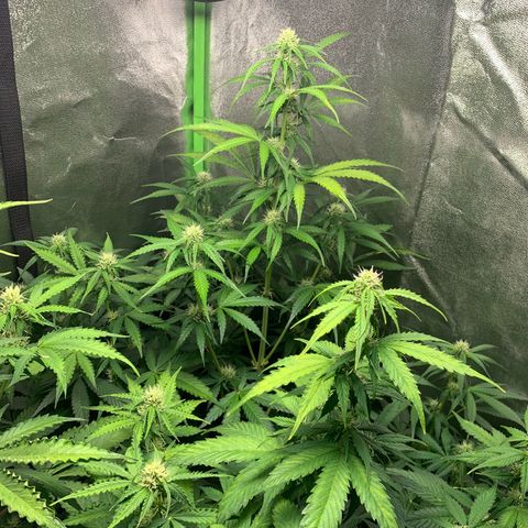 LSD Automatic BF growlog timeline photo