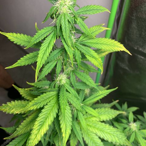 LSD Automatic BF growlog timeline photo