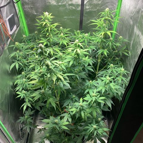 LSD Automatic BF growlog timeline photo