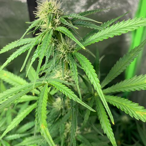 LSD Automatic BF growlog timeline photo