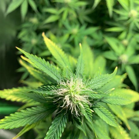 LSD Automatic BF growlog timeline photo