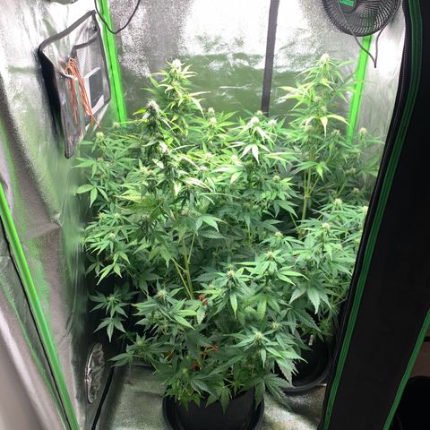 LSD Automatic BF growlog timeline photo