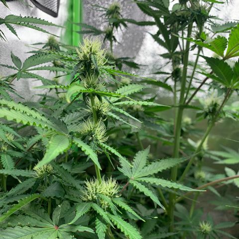 LSD Automatic BF growlog timeline photo