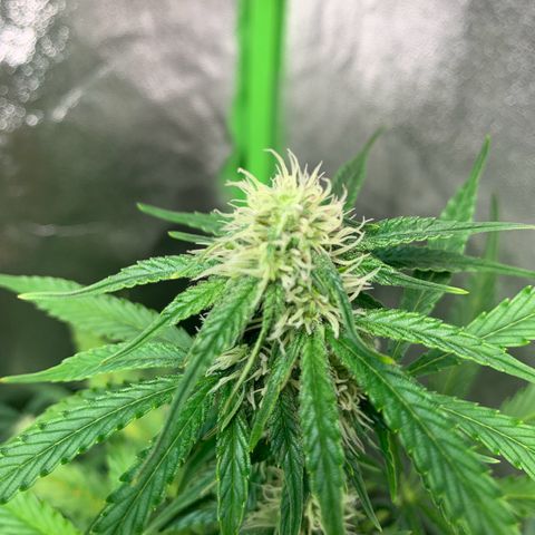 LSD Automatic BF growlog timeline photo
