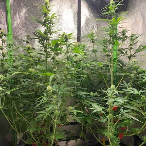 LSD Automatic BF growlog timeline photo