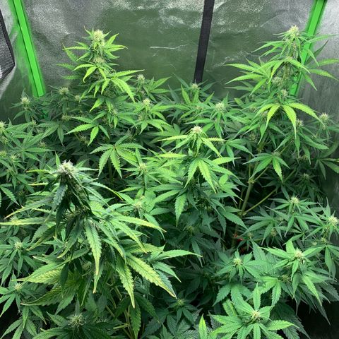 LSD Automatic BF growlog timeline photo