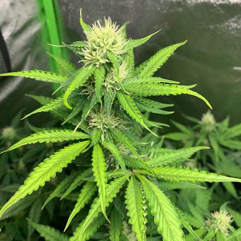 LSD Automatic BF growlog timeline photo