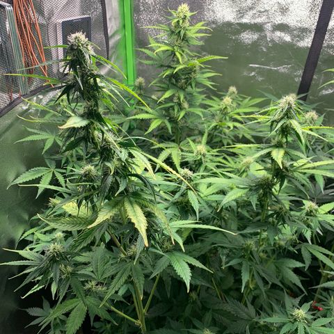 LSD Automatic BF growlog timeline photo