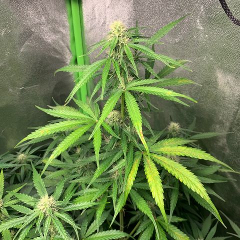 LSD Automatic BF growlog timeline photo