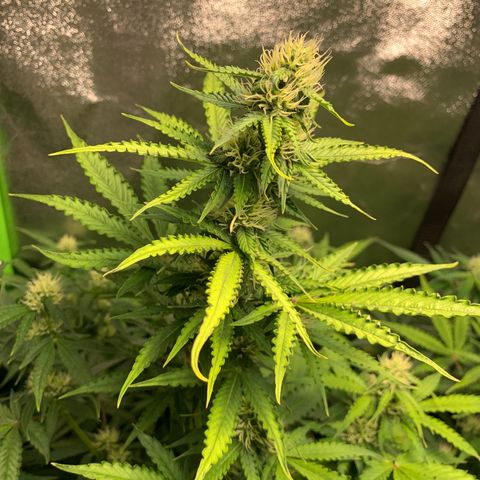 LSD Automatic BF growlog timeline photo