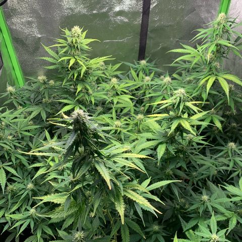LSD Automatic BF growlog timeline photo