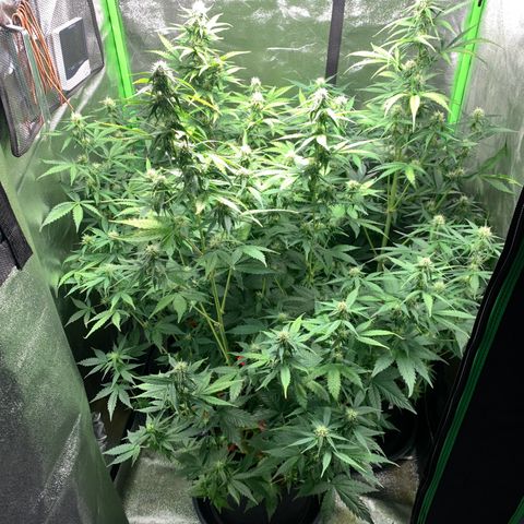 LSD Automatic BF growlog timeline photo