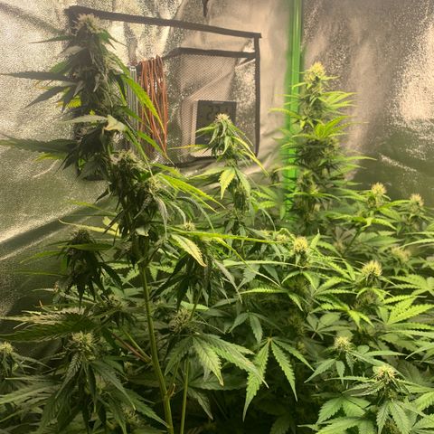 LSD Automatic BF growlog timeline photo