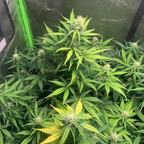 LSD Automatic BF growlog timeline photo