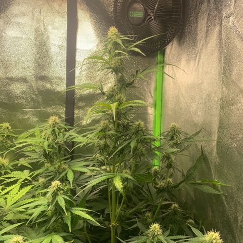 LSD Automatic BF growlog timeline photo