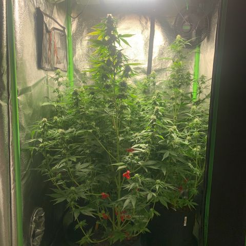 LSD Automatic BF growlog timeline photo