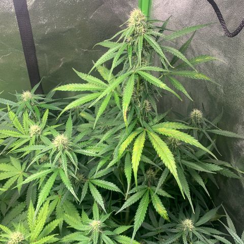 LSD Automatic BF growlog timeline photo