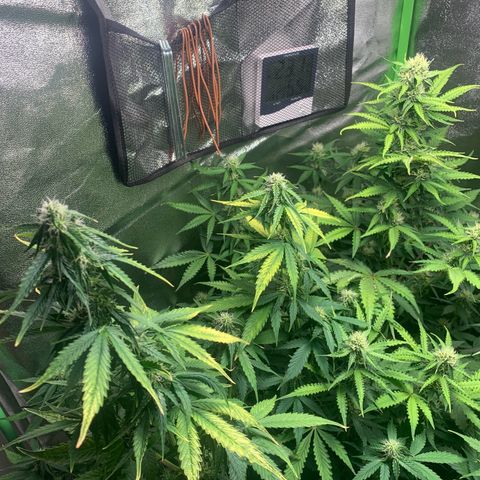 LSD Automatic BF growlog timeline photo
