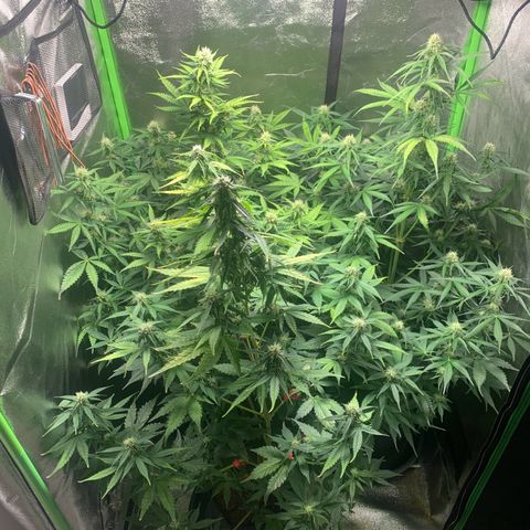 LSD Automatic BF growlog timeline photo