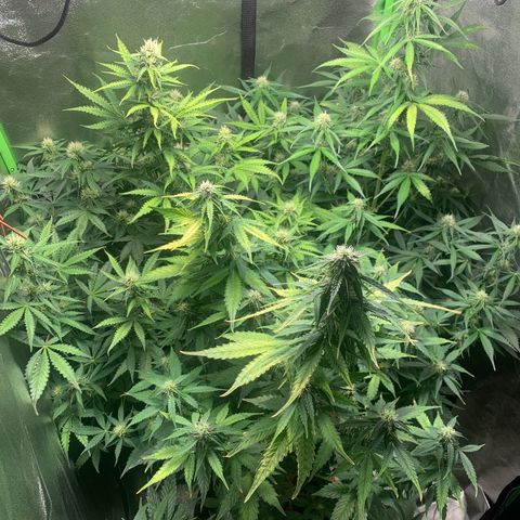 LSD Automatic BF growlog timeline photo