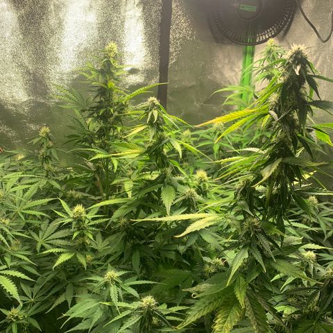 LSD Automatic BF growlog timeline photo