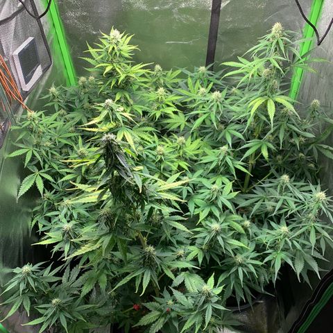 LSD Automatic BF growlog timeline photo