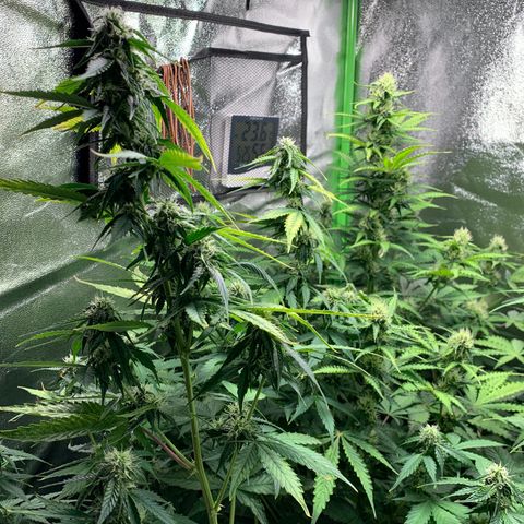 LSD Automatic BF growlog timeline photo