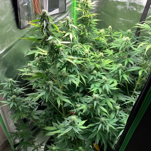 LSD Automatic BF growlog timeline photo