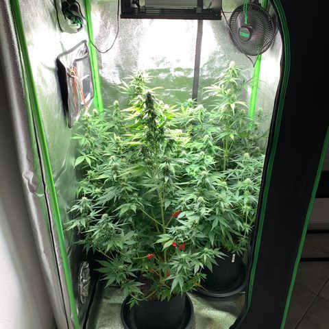 LSD Automatic BF growlog timeline photo