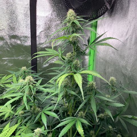 LSD Automatic BF growlog timeline photo
