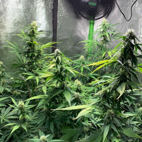 LSD Automatic BF growlog timeline photo