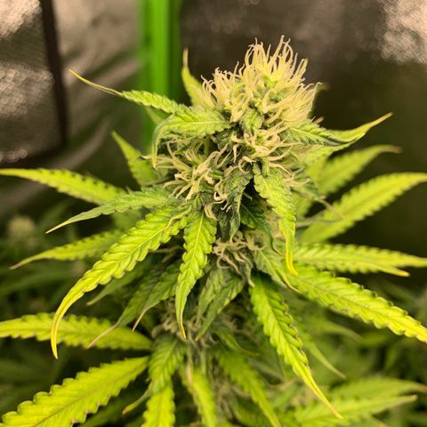 LSD Automatic BF growlog timeline photo