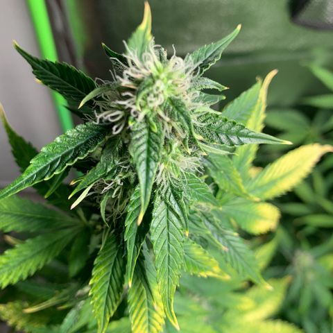 LSD Automatic BF growlog timeline photo