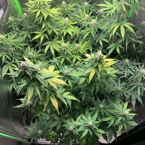 LSD Automatic BF growlog timeline photo