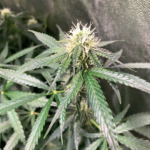 LSD Automatic BF growlog timeline photo