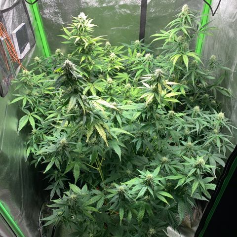 LSD Automatic BF growlog timeline photo