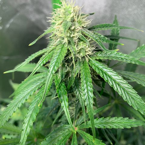 LSD Automatic BF growlog timeline photo